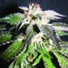 Confidencial OG