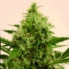 Pandemia Kush