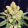 Banana Sherbet