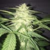 MassKush Auto