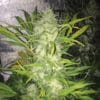 Pandemia Auto