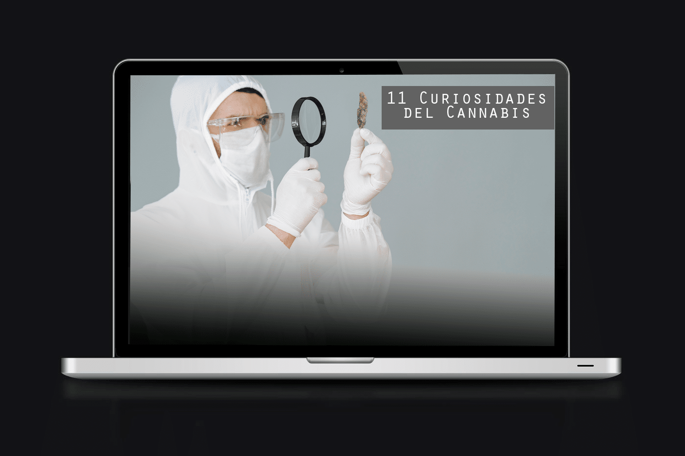 curiosidades del cannabis